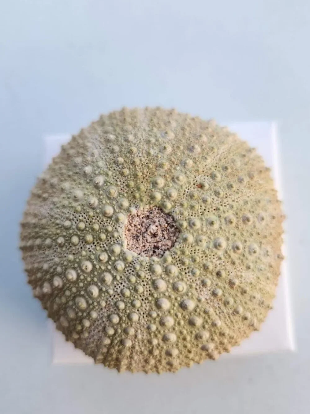 Whole Sea Urchin Fossil Shell Gems and Minerals Rocks Fossils Decor Nautical Nic